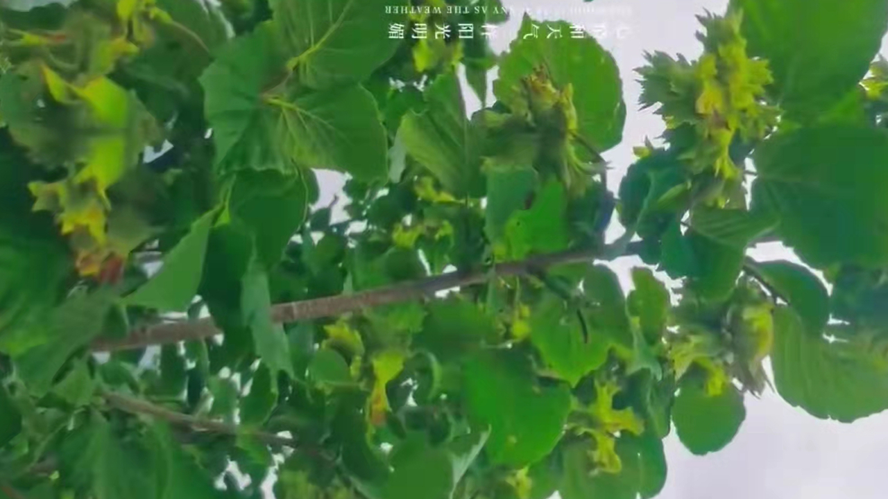 榛子樹(shù)